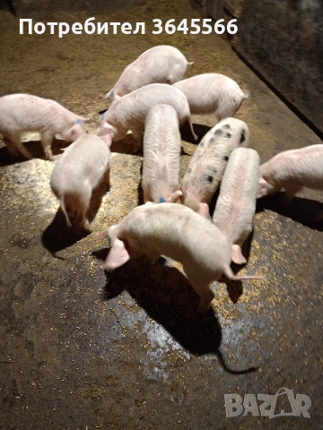 малки прасета, снимка 4 - Прасета - 52900634
