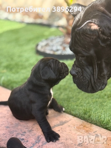 Уникални кученца кане корсо италяно,шоу клас чистокръвни., снимка 15 - Кане корсо - 52775457