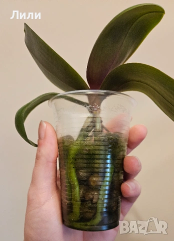 Ароматма орхидея фаленопсис Table Naranja, снимка 2 - Стайни растения - 53934439