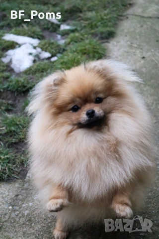 Миниатюрно момиченце померан с родословие FCI