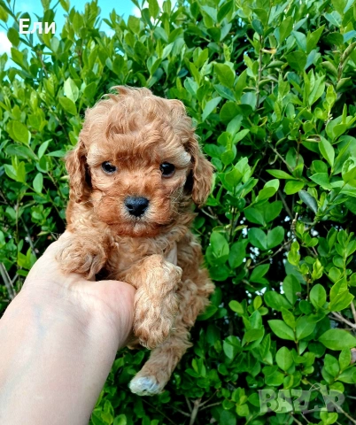 Той пудел- момченце 