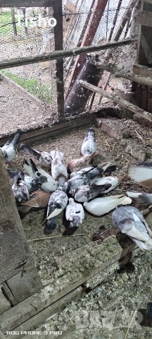 Сръбски високолетачи, снимка 3 - Гълъби - 54163725