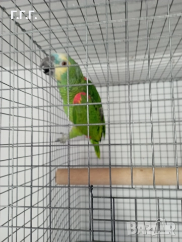 Женска синьочела амазона , снимка 3 - Папагали - 52650408