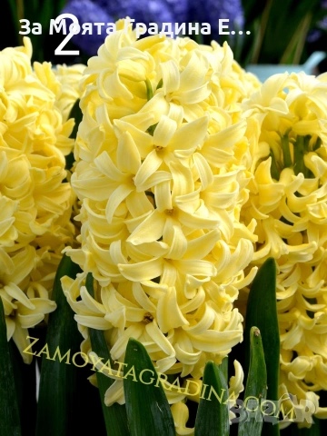 Зюмбюл , снимка 2 - Сортови семена и луковици - 53623512