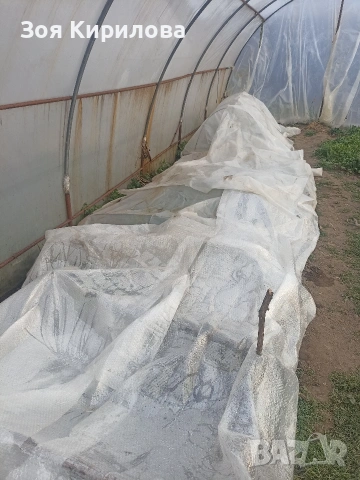 Разсад на домати от Елинпелинският край , снимка 4 - Разсади - 53932572