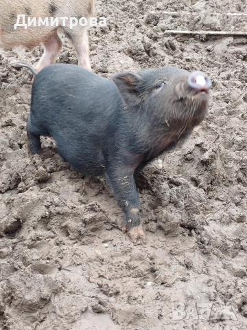 Разменям виетнамски прасета за други животни или зърно, снимка 8 - Прасета - 52406042