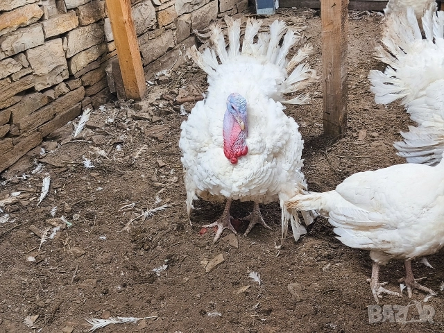 Продавам мъжка пуйка, снимка 3 - Кокошки и пуйки - 52817588