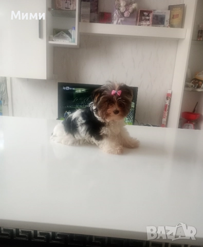 Бивър йоркширски териер , снимка 8 - Йоркширски териер - 51674847