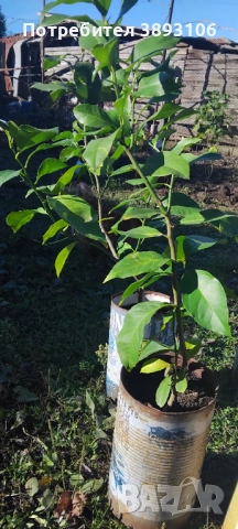 Лимонени дръвчета , снимка 4 - Градински цветя и растения - 52597022