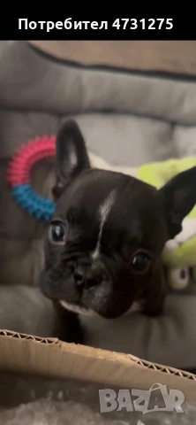 Френски булдог, снимка 2 - Френски булдог - 53396317