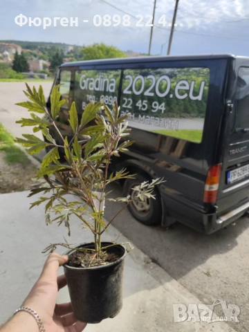 Черен Бъз - Ева (Sambucus nigra 'Eva' BLACK LACE), снимка 5 - Разсади - 51077254