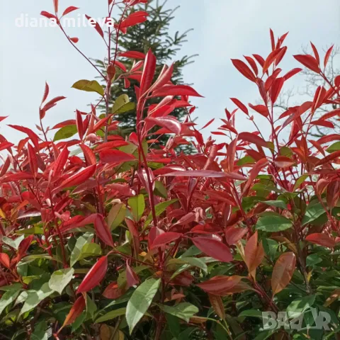 Фотиния Ред Робин, Photinia fr. Red Robin, снимка 3 - Градински цветя и растения - 49185099