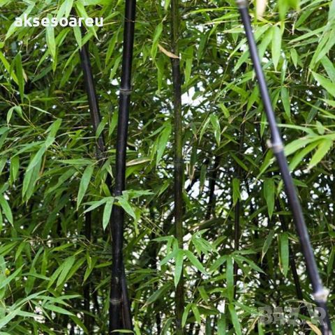 100 бр. бамбукови семена - Phyllostachys nigra - Издръжлив рядък вид вечнозелен черен бамбук, снимка 16 - Сортови семена и луковици - 46470712