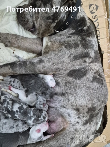 XL American bully's с родословие и сертификати , снимка 12 - Американски стафордширски териер - 53882558