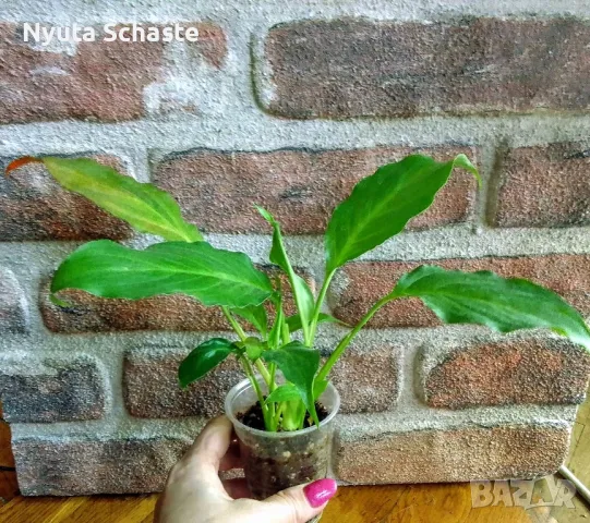 Цвете Spathiphyllum orange ("женско щастие"), снимка 5 - Стайни растения - 47880850