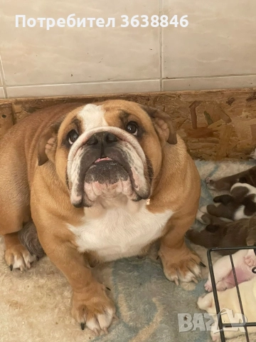 Английски булдог, снимка 3 - Английски булдог - 52881442