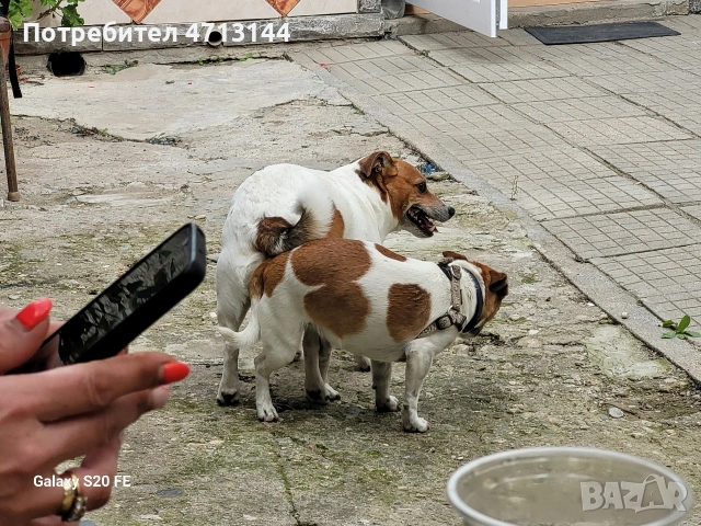 Джак Ръсел , снимка 10 - Джак ръсел териер - 53147122