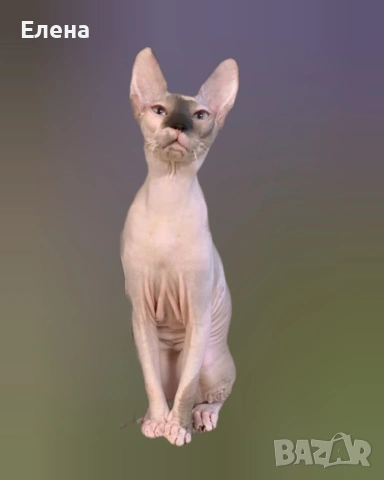 синеока женска Донски сфинкс с родословие, снимка 2 - Сфинксове - 52281360