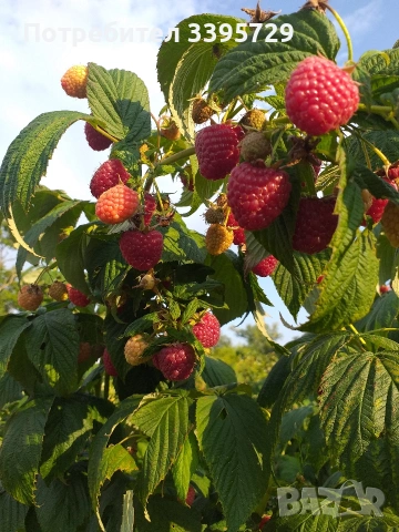 разсад за ягоди само сега не изпускаите шанса запазете си разсад за ягоди 0.30€, снимка 5 - Разсади - 53264169