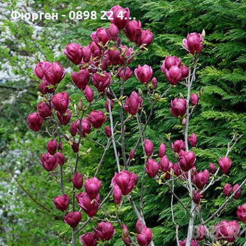 Магнолия - Magnolia Genie, снимка 3 - Разсади - 45012992