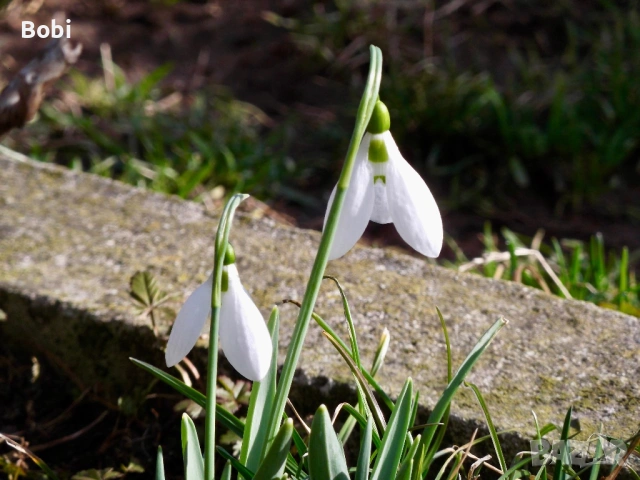 Fujifilm FinePix T210, снимка 9 - Фотоапарати - 53474756