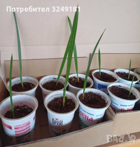 Финикови палми - млади, снимка 1