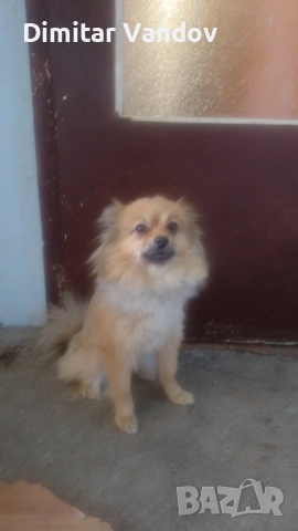 Продавам го шпиц женско , снимка 2 - Померан - 53835436