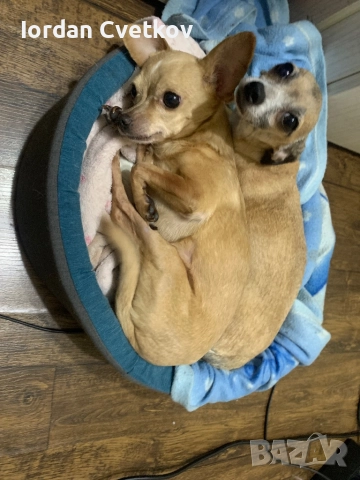 Пясъчни Мини Пинчери , снимка 11 - Пинчер - 52508096