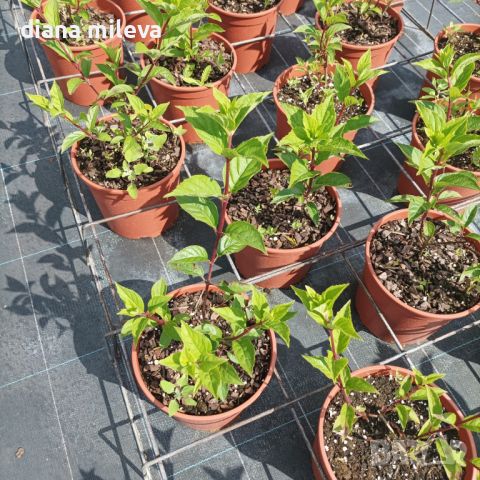 Хортензия Кандилайт, Hydrangea paniculata Candlllight за супер слънце!!, снимка 4 - Градински цветя и растения - 42539664