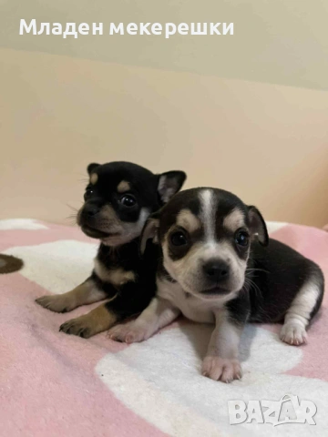 Малки сладури, снимка 3 - Чихуахуа - 53014662
