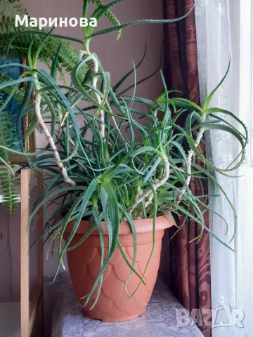 Алое вера на стръкове за лекрство, снимка 3 - Стайни растения - 50125081
