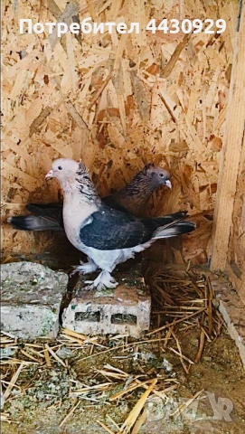 Мардини декорация и игра, снимка 4 - Гълъби - 53134999