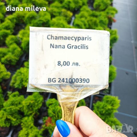 Лъжекипарис Обтуса Нана Грацилис, Chamaecyparis obtusa Nana Gracilis, снимка 10 - Градински цветя и растения - 39436981