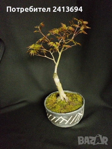 бонсай японски клен bonsai Acer palmatum , снимка 2 - Градински цветя и растения - 54180116