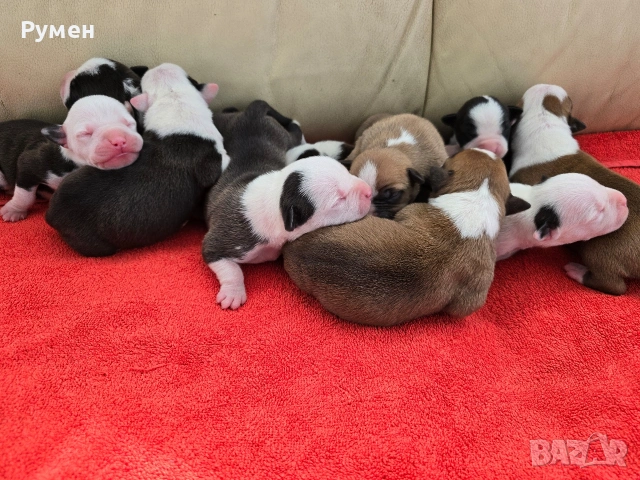 Американски стафордшир териер , снимка 3 - Американски стафордширски териер - 53970216