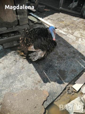 Продавам или разменям фиток  за фитка! 