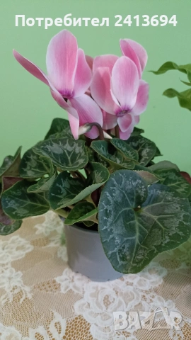 асплениум в кашпа + циклама (едра), снимка 2 - Стайни растения - 53293087