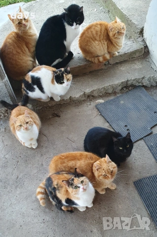 Дом за млади котета - остават сами на произвола на съдбата, снимка 14 - Други - 53050188