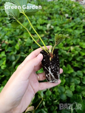 Ягоди - Мадам Муто, снимка 3 - Разсади - 51716932