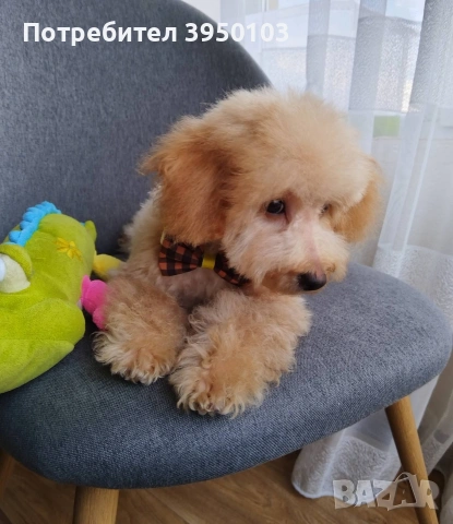 Мини пудел момченце , снимка 2 - Пудели - 54236028