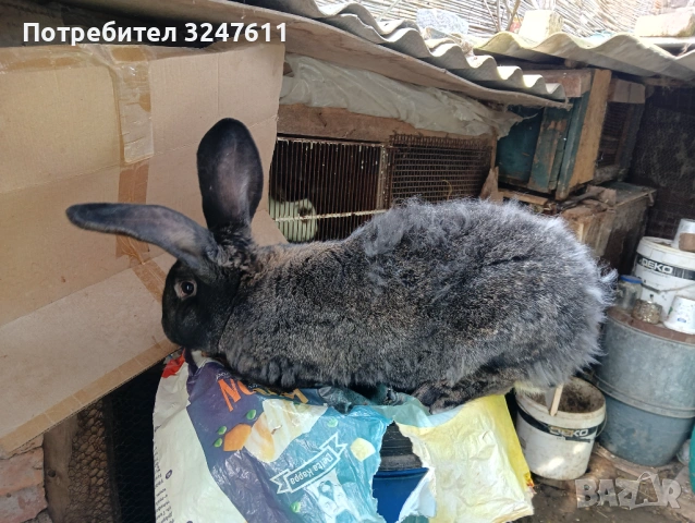 Продавам мъжки заек на година и половина , снимка 2 - Други животни - 53697721