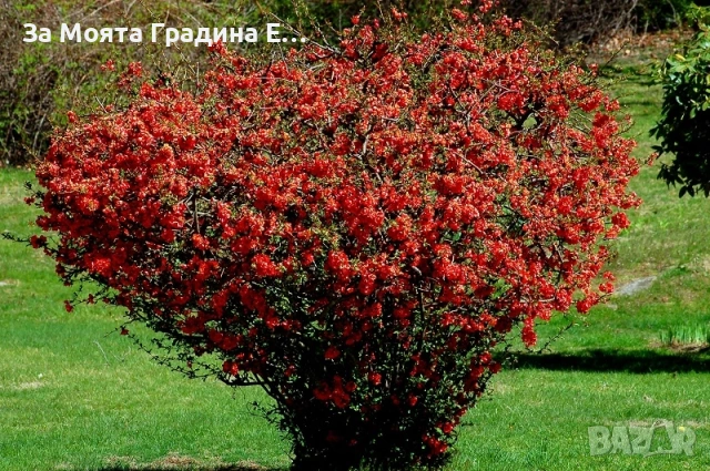 Японска Дюля , снимка 4 - Градински цветя и растения - 53636196