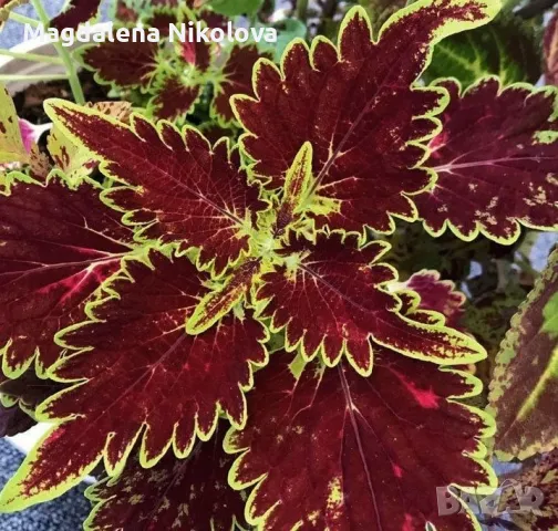 Coleus,сортови копривки, снимка 4 - Градински цветя и растения - 47554920