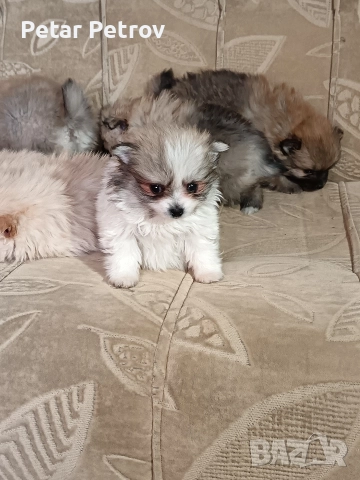 Шпиц мини , снимка 7 - Шпиц - 52812758