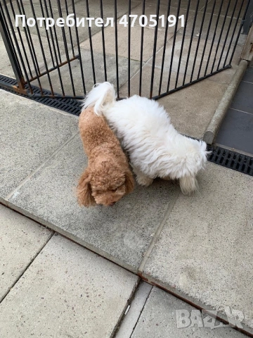 Изключително малък, чистокръвен и красив Той Пудел за разплод, снимка 3 - Пудели - 53056503