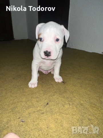 Питбулчета , снимка 10 - Питбул - 53228709