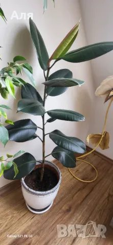 Фикус Робуста , снимка 1