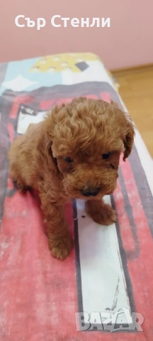 ТОЙ ПУДЕЛ 5 момчета, снимка 17 - Пудели - 53799744