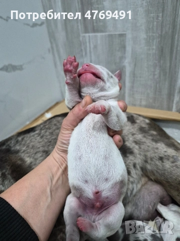 XL American Bully с родословие и сертификат, снимка 8 - Други - 53883611