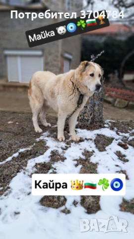 Продавам Сао алабай , снимка 4 - Алабай - 53324091